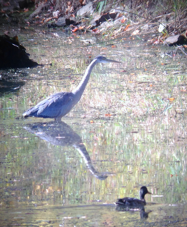 A Great Blue Heron hunting while a Mallard cruises by in poor early light.