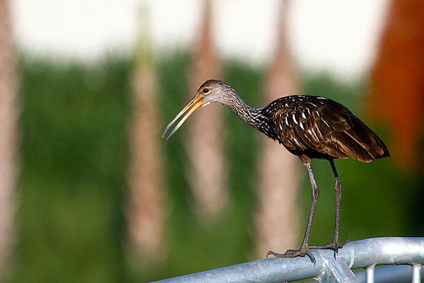 An unusual bird of southern swamps and marshes, the Limpkin reaches the northern limits of its breeding range in Florida. There, it feeds almost exclusively on apple snails, which it extracts from their shells with its long bill. Its screaming cry is unmistakable and evocative.