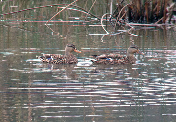 Here are a couple of Mallards I got with the iPhone the other day -- nothing special but a nice easy shot as they cruised along.