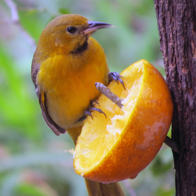 A juvenile oriole earlier this week.
