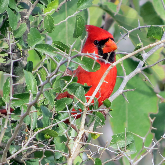 A Northern Cardinal "hiding" yesterday morning.