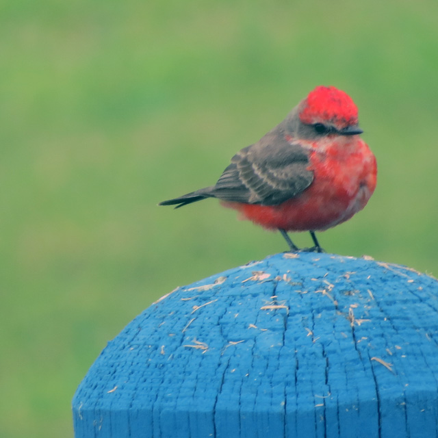 A molting Vermillion Flycatcher at the county park.