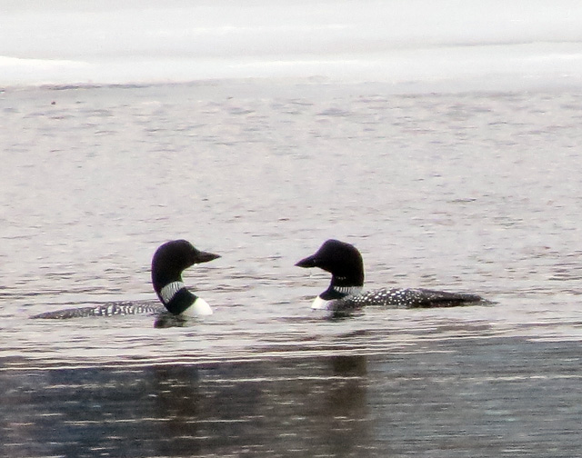 Two loons hanging out together at Joe's Pond in West Danville, Vermont.