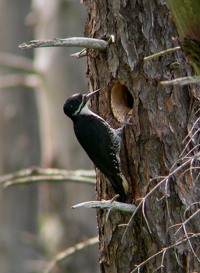Female  Black-backed Woodpecker. Photo credit to sfitzgerald86