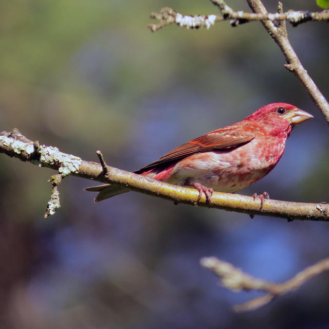 We have several families of Purple Finches that provide us with flashes of color and wonderful music.