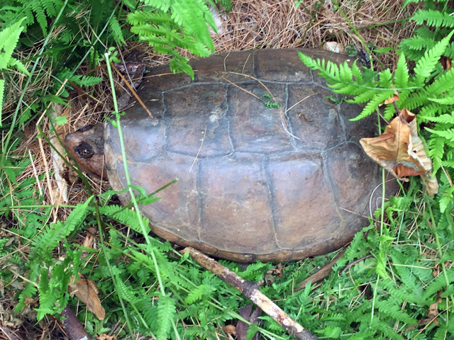 From the size and the shell pattern, I'm calling this a Snapping Turtle.