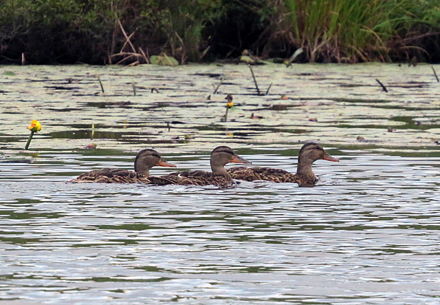 These ducks were wary but never flushed as we kept our distance.