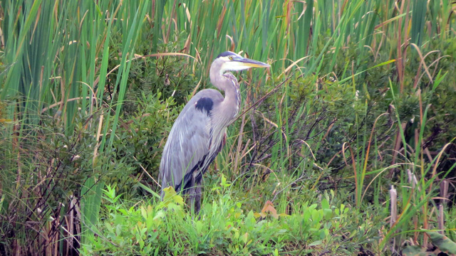 This may have been the GBH that we flushed earlier.