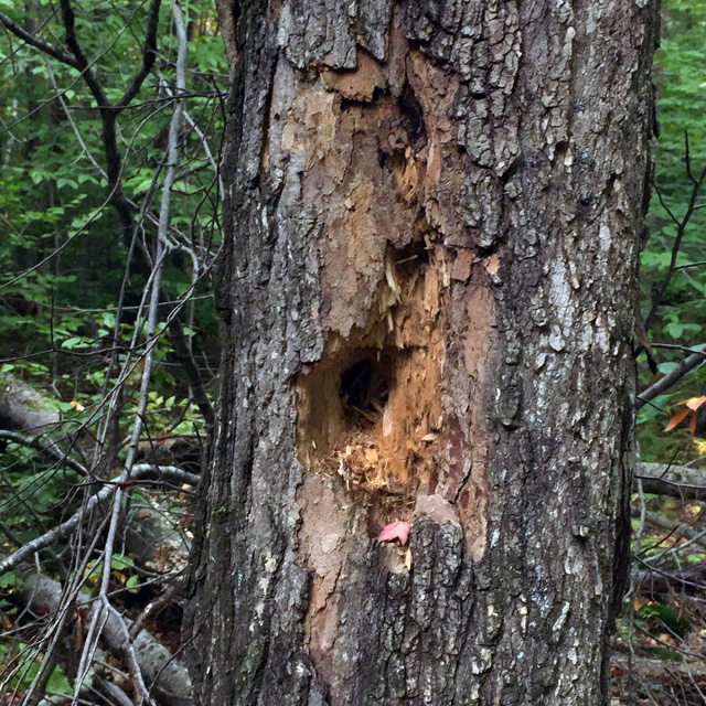 This looks like a Pileated Woodpecker was at work.
