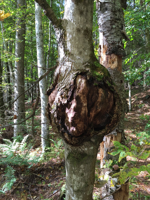 This tree alongside the trail has a problem. I always wonder what caused the blemish to form.