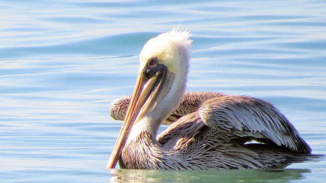Brown Pelican at Del Mar Beach