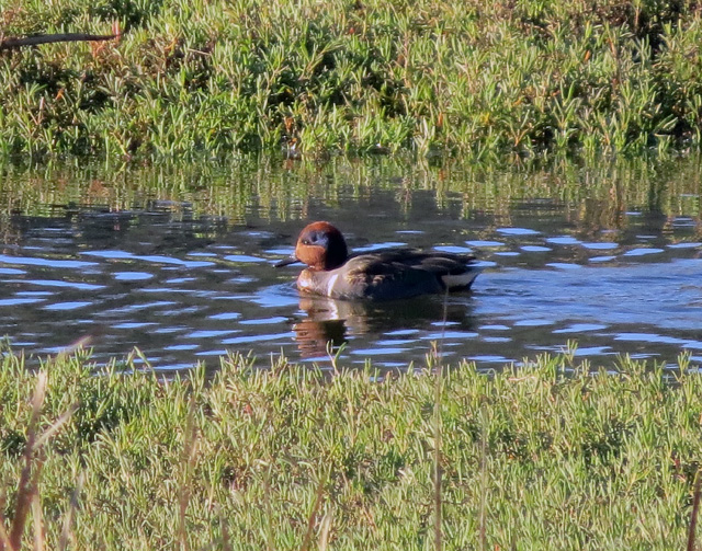 There were several Green-winged Teal pushing the limits of my Canon SX50.