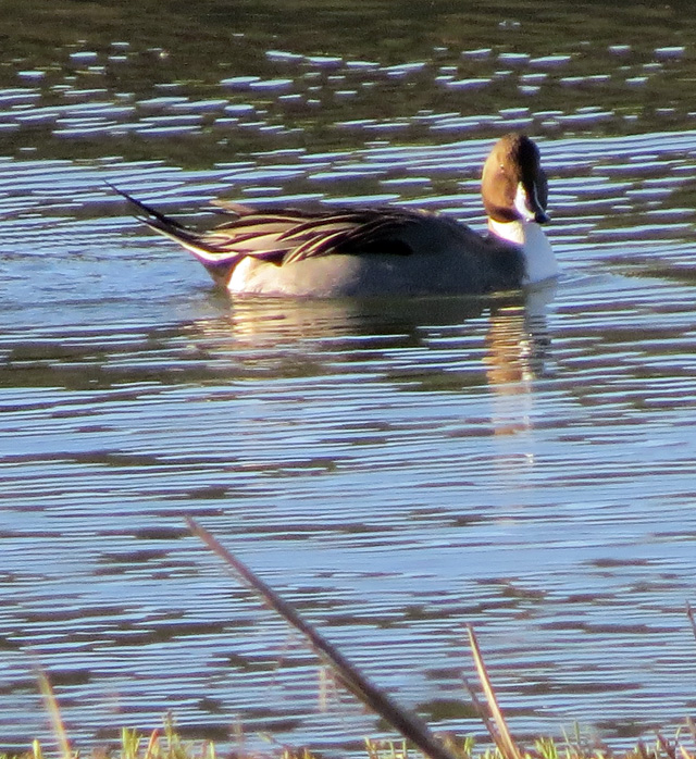 Northern Pintail is one of the common ducks here at this time of year.
