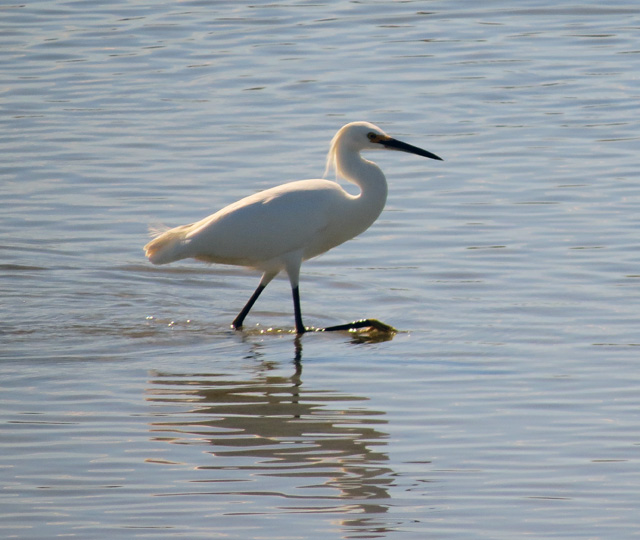 SnowyEgretW