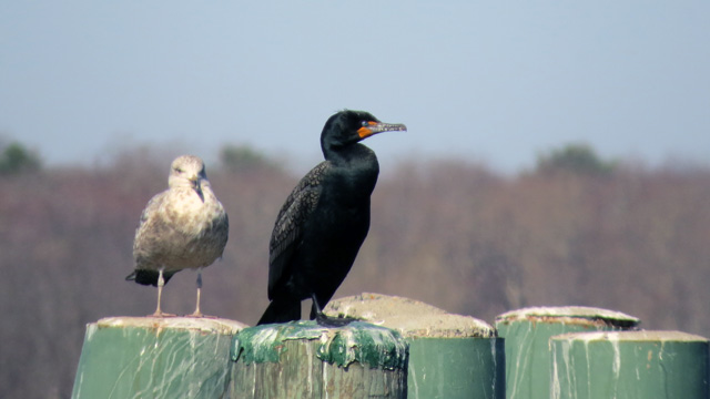 The Double-crested Cormorant shows some breeding plumage. The gull seems unimpressed.