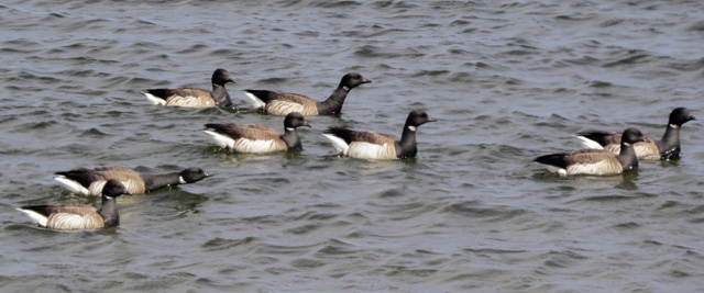 The Brant breeds in the high Arctic tundra and winters along both coasts.