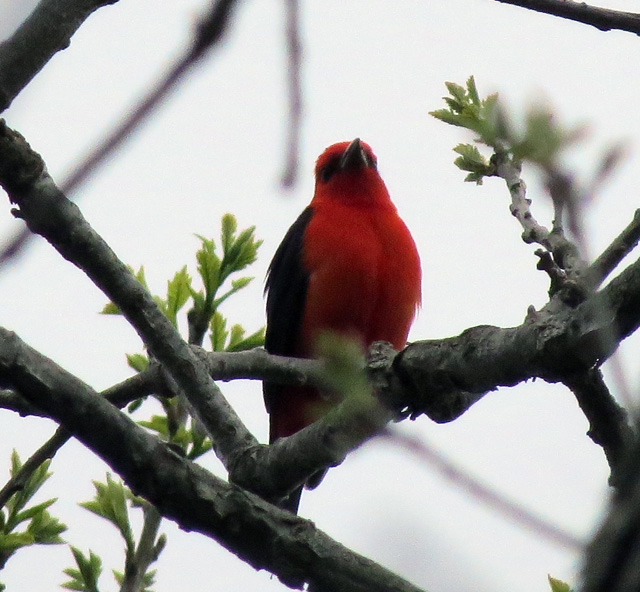 Pretty lousy photo of a pretty bird singing its heart out.