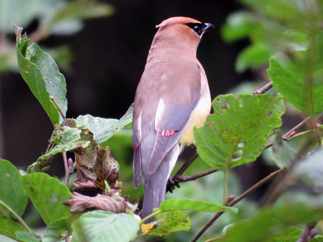 CedarWaxwingW