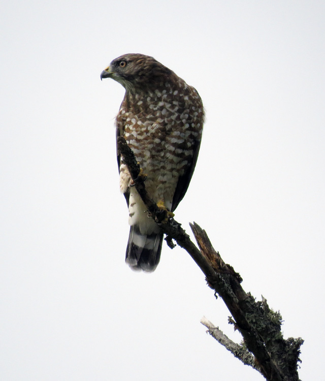 RedShoulderHawkW