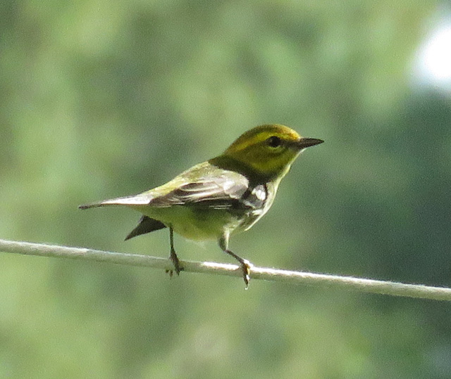 I put out a clothesline this summer to save energy but it also serves as a neat warbler perch.