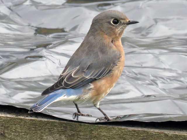 Eastern Bluebird on the way south.