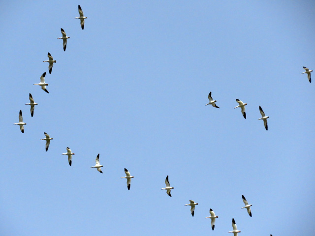 snowgeese