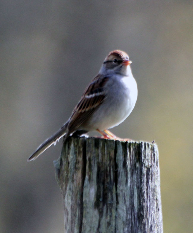Chipping Sparrow