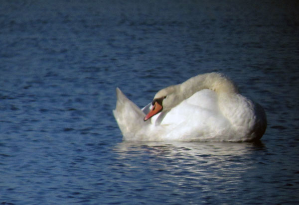 Mute Swan preening