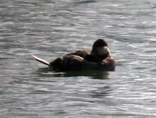 Ruddy Duck