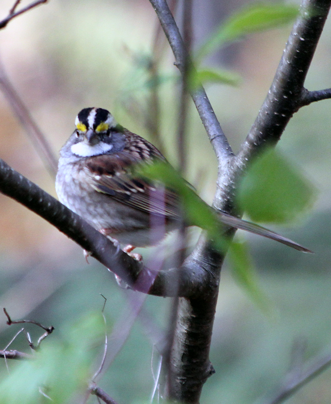 White-Throated Sparrow