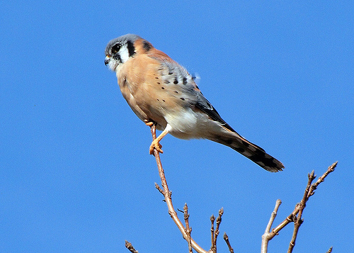 American Kestrel