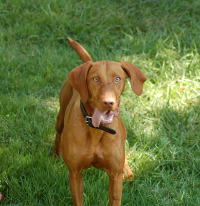 Penny, the Vizsla