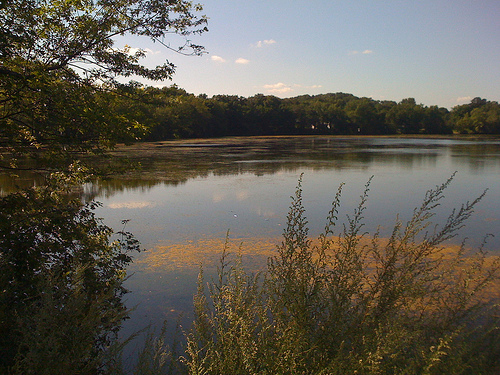 Walks at Arlington Reservoir helped spark