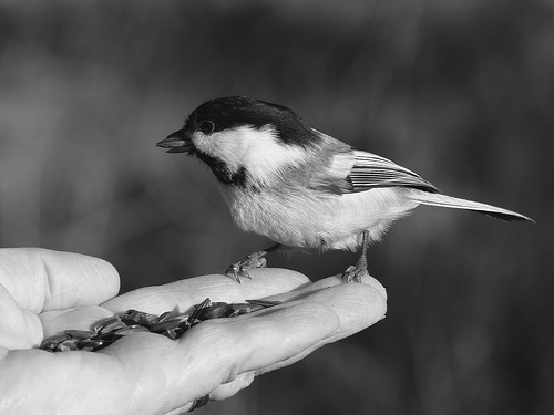 One of Jeff's fondest memories was of one particular Chickadee that would fly to him whenever he walked out of the house.  photo by juicyverve