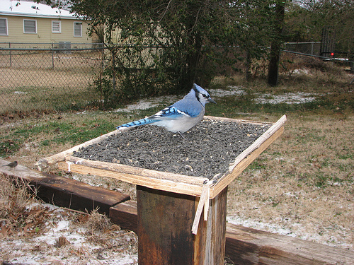 Blue Jays discovered Michael's feeder at once.  photo by the fixer
