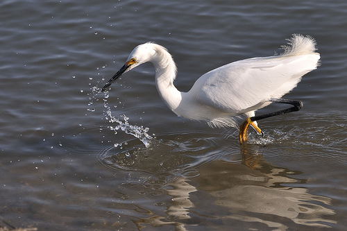 Barbara's first spark with a Snowy Egret "lifting its golden-slippered foot."  photo by donjd2