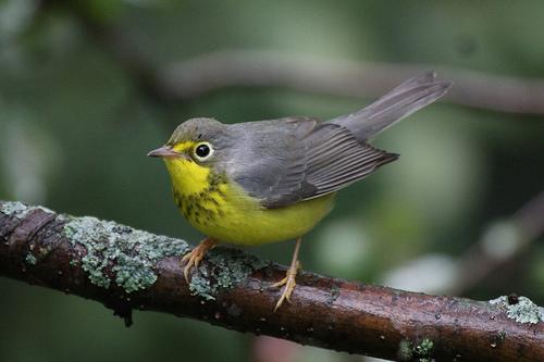Josh remembers a Canada Warbler as a standout bird on a memorable Plum Island visit.  photo by Jeremy Meyer