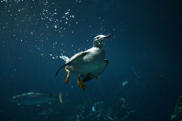  You can't really understand the feeding habits of boobies, cormorants, or penguins until you've dived with them and seen them underwater. Here is a Common Murre at Montreal's Biodome.  photo by christopher.woo
