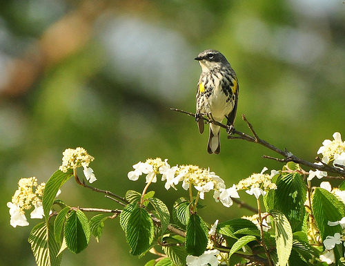 Migrating warblers were Denise's "shower of sparks" birds.  photo by jeffreyw