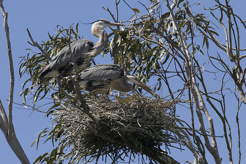 Scott has great memories of a large heron rookery in Phillipston.  photo by mikebaird