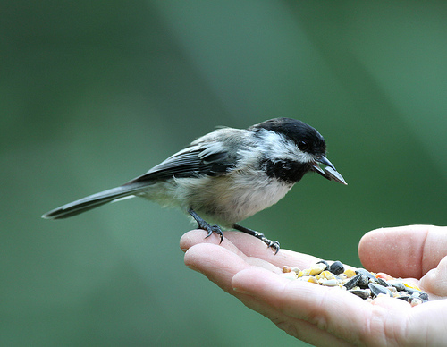 Paul recalls hand-feeding Chickadees at age 8.  photo by Dawn Huczek