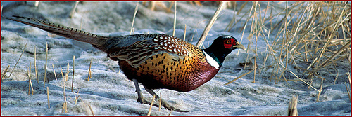 Ringed-neck Pheasant tracks sparked Dave's interest.  photo by USFWS