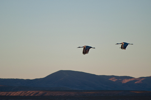 Seeing Sandhill Cranes at the Bosque del Apache National Wildlife Refuge was an early spark for Amy.  photo by jronaldee