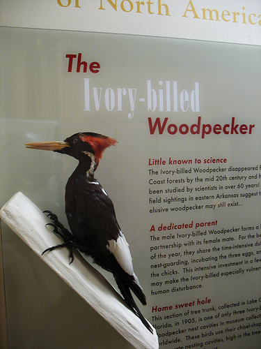 Tim has had a long-time interest in Ivory-billed and Pileated Woodpeckers.  photo by hyperion327