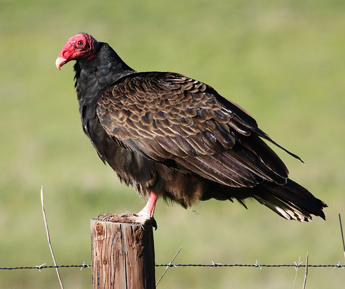 A Turkey Vulture hooked Jo-Anna on birding.   photo by minicooper93402