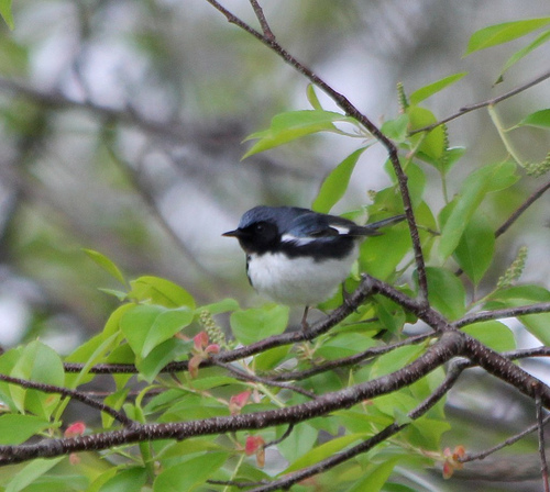 A Black-throated Blue Warbler was one of the first birds Linda identified by herself.  photo by dickmfield
