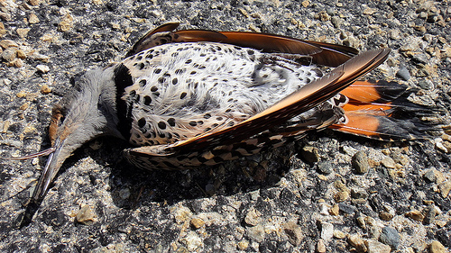 A dead Northern Flicker sparked Mike's interest in birding.  photo by FunGi