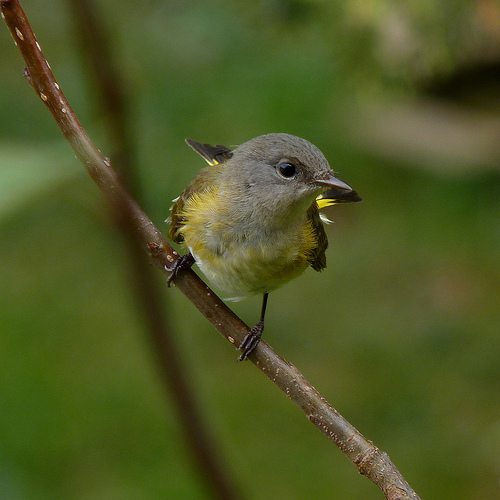 Warblers on Plum Island were Marjorie's spark birds.  photo by Dendroica cerulean