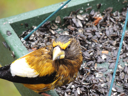 Evening Grosbeaks were the first birds to catch Matt's attention.  photo by aurospio
