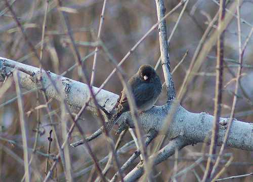 Jean loves the first Dark-eyed Junco of the year.  photo by dobak